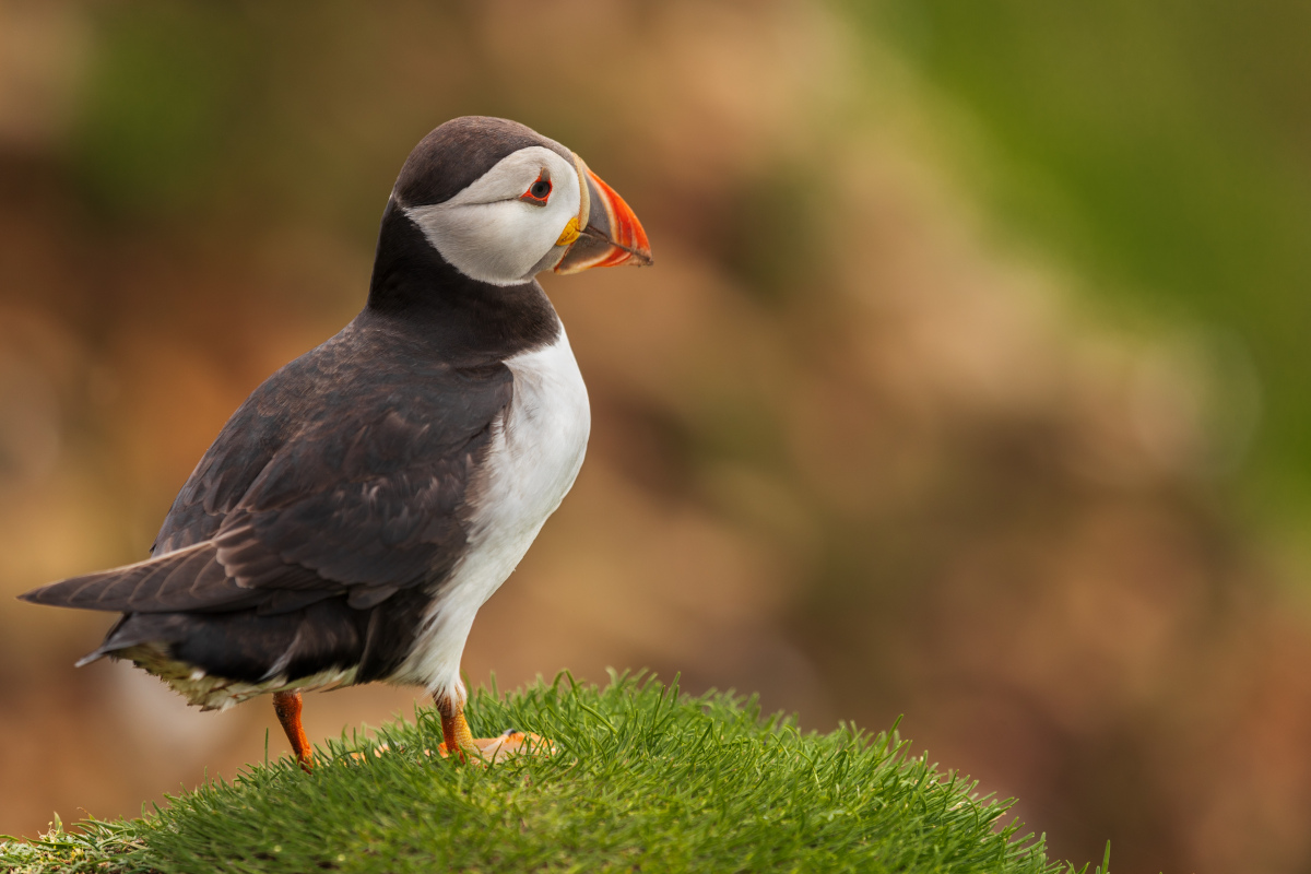 Puffin