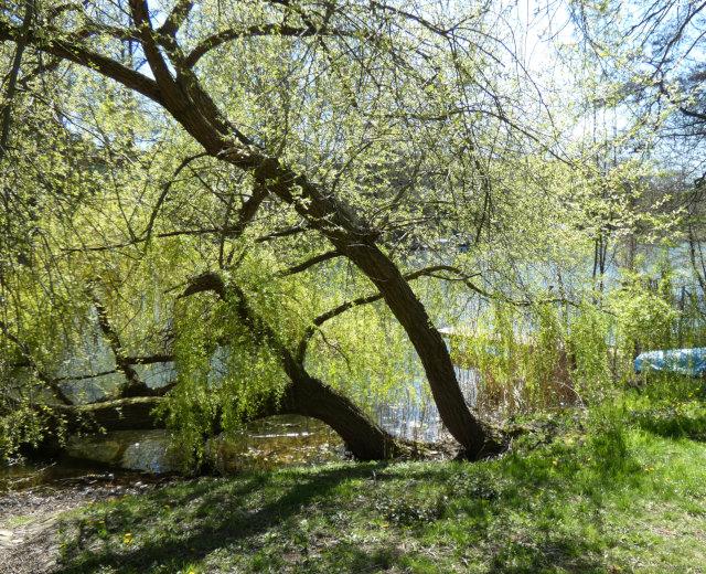 Baum im Wasser